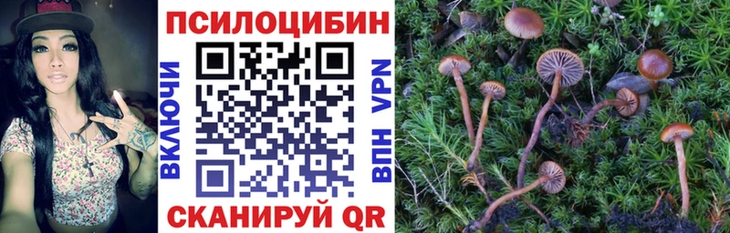 Галлюциногенные грибы Psilocybe  Купить закладки  Ленинск 